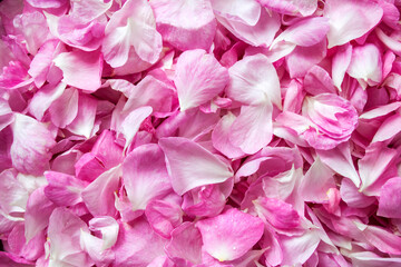  Background of fresh pink rose petals. Flat lay