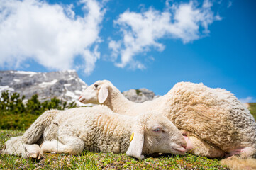 Cute lamb with her mother resting on mountain meadow.