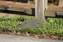 Large Red Ant Mound Hiding Under A Fence Post In Florida, USA.
