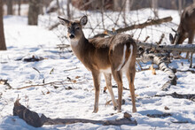 White Tail Deer In Winter Setting, Snow On Ground With Trees In Background