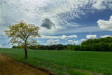 Fototapeta Fototapety z widokami - Drzewo pejzaż widok chmur nieba pola