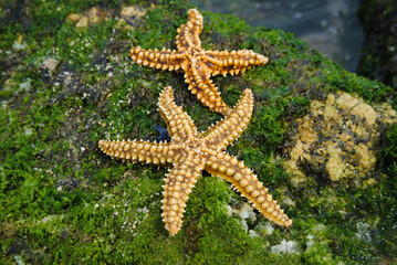 Duas estrelas do mar uma grande e outra mais pequena paradas numa rocha com pequena vegetação de cores verdes