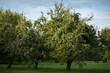 © Arina B - Apple-tree garden with apples in the trees, crop, harvest.