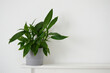 Landscape photo of peace lily against white wall