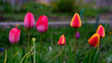 Fototapeta Tulipany - Super saturated pink and bicolour Yellow/Red Tulips with green foliage in the community garden.
