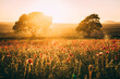 © David Fitzell - Sunset over Poppy Field in Midlothian Scotland