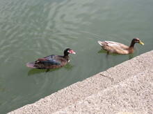 Couple Muscovy Ducks