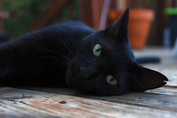 Sticker - Beautiful black cat with green eyes looking at the camera