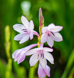 Fototapeta  - pink and white flower, Hyacinth, pink surprise.