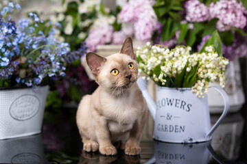Fototapete - burmese chocolate kitten and lily of the valley