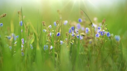 Aufkleber - Violet summer field flower on the wind. Small delicate flowers in the grass in a meadow in the rays of the setting sun. Summer nature concept with blurred bokeh background