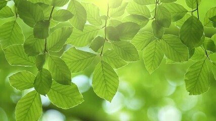 Aufkleber - Fresh green leaves on a tree sway in the wind. Elegant green background of green leaves and bokeh. UHD, 4K