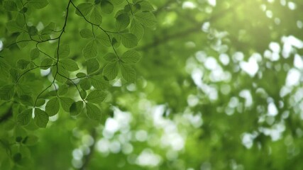 Aufkleber - Background with green leaves on the wind and space for text. Green summer abstract background. 4K
