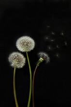 Three White Dandelion Over Black Background