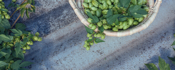  Cones of hops in a basket for making natural fresh beer, concept of brewing. Beautiful panoramic image, tinted.