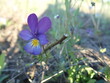 Kwiat Fiołek - Violet