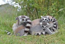 Four Young Ring Tailed Lemurs Huddle Together.