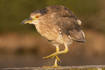 Black-Crowned night heron juvenile walking on a wooden fence rail