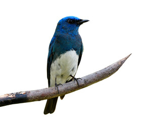 Wall Mural - Beautiful blue and white bird perching on burned sharp wooden stick isolated on white background, Zappey's flycatcher (Cyanoptila cumatilis)