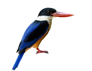 Wall Mural - Black-capped kingfisher (Halcyon pileata) beautiful blue wings brown belly white neck black head and red big beaks isolated on white background, elegant wildlife