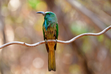 Wall Mural - Blue-bearded bee-eater (Nyctyornis athertoni) beautiful green bird showing its front profile with blue beard as its name