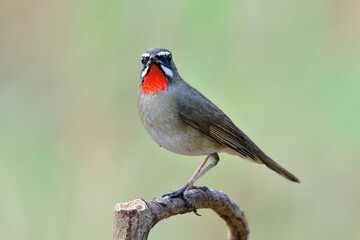 Wall Mural - exotic brown bird with velvet orange feathers on ites neck perching on wooden stick searching for its mate, Siberian rubythroat (Calliope calliope)