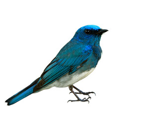 Wall Mural - fascinated animal, Male of Zappey's flycatcher (Cyanoptila cumatilis) exotic blue bird with white belly perching isolated on white background details from head body wings tail legs to toes