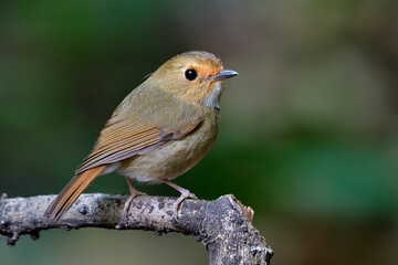 Funny fat brown bird with orange brow and big eyes perching on dried branch, Rufous-browed Flycatcher (Anthipes solitaris)