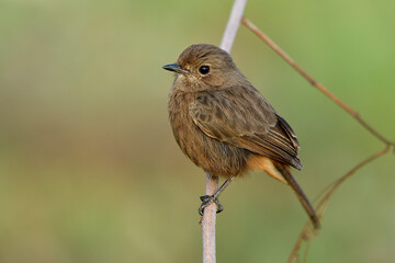 Wall Mural - Lovely chubby brown bird perching on wooden stick with puffy feathers in moring soft lighting, female of Pied bushchat (Saxicola caprata)