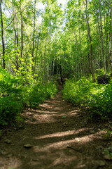 Wall Mural - path in the forest