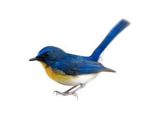 Wall Mural - male of tickell's blue flycatcher (cyornis tickelliae) beautiful bird with orange chest and white be