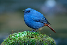 Male Of Plumbeous Water Redstart (Phoenicurus Fuliginosus) Giant Fat Blue And Grey Bird With Red Tail Perching Mossy Rock In Stream Over Water Currency In Nature