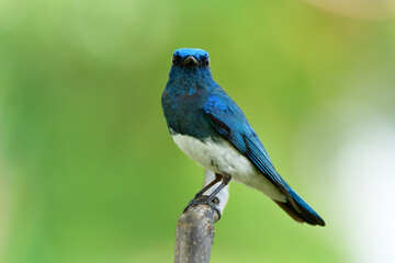 Wall Mural - Male of Zappey's flycatcher (Cyanoptila cumatilis) fascinated bright blue bird with white belly perching on wooden branch strait looking forward, fascinated wild animal