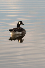 Wall Mural - Canada Goose floating on a quiet pond