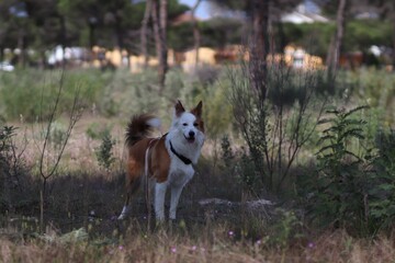 Poster - Cute brown and white welsh sheepdog in a forest