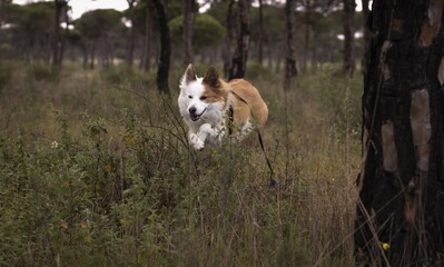 Poster - Cute brown and white welsh sheepdog in a forest