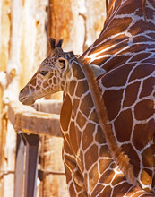Close Up Of A Baby Giraffe Next To It's Mother