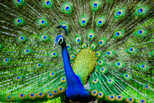 Close Up Of A Peacock 