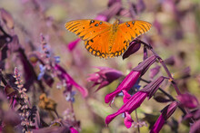 Gulf Fritillary Butterfly On Flowers