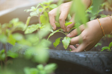 Woman's hand catching a part of holy basil.