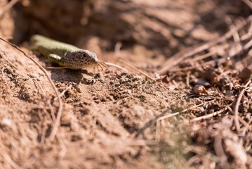 Poster - Lizard moving out of its nest hole