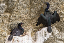 Nesting Pelagic Cormorant Pair On Their Cliff Side Nest