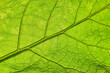 © Muljtik - Fresh green leaf close-up with shallow depth of field. Natural background.