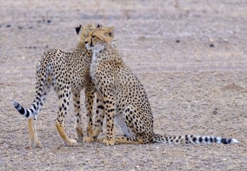 Poster - Two cheetahs standing next to each other in a deserted area