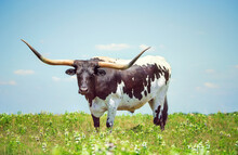 Texas Longhorn On The Spring Pasture. Blue Sky Background With Copy Space.