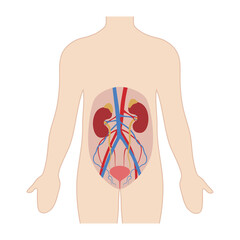 Canvas Print - Anatomy of the human urinary system. Vector illustration in flat style isolated on white background.