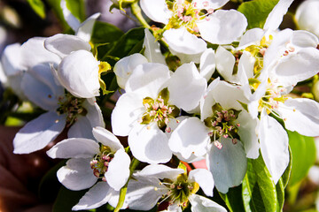 Wild pear tree blossom blooming in spring. Beautiful tender flower on sunny day.