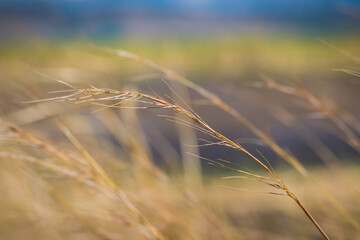 golden wheat field