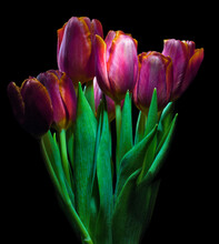 Purple Tulip Bunch On Black Background