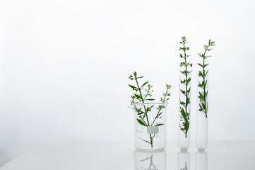 Wall Mural - green wild plant in beaker and test tube for cosmetic skin care or pharmacy rearch white science whi
